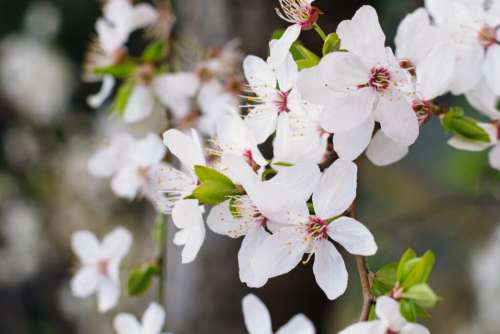 White tree blossom closeup