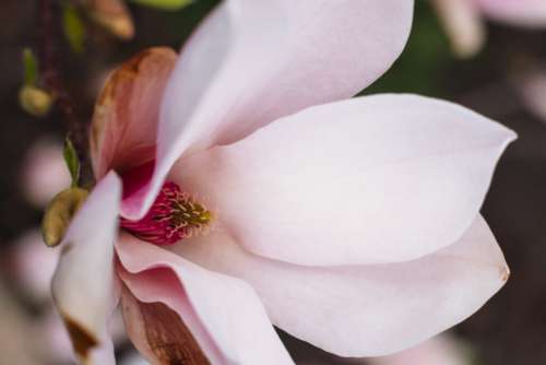 Magnolia tree blossom closeup 4