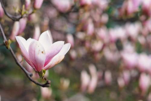 Magnolia tree blossom 14