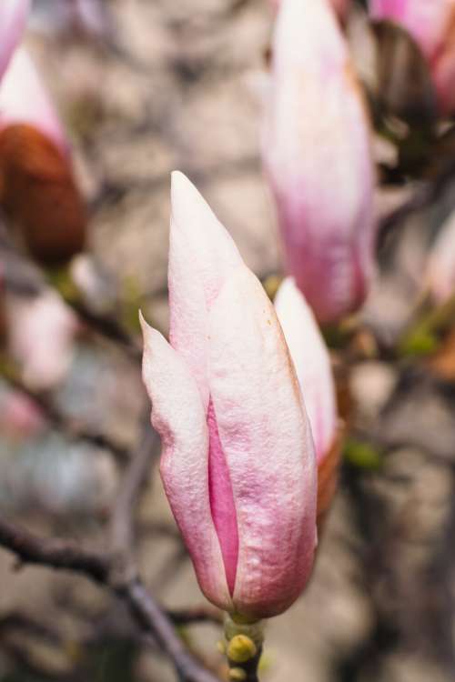 Magnolia tree blossom closeup 6