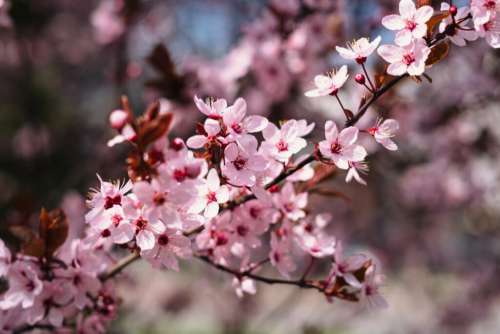 Cherry tree blossom 12