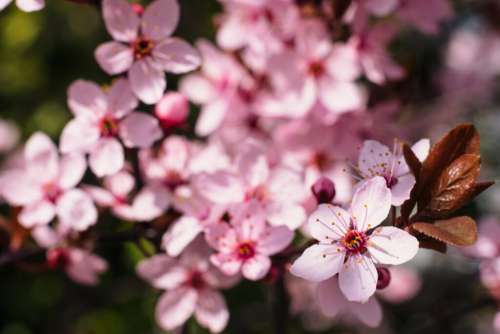 Cherry tree blossom closeup 2