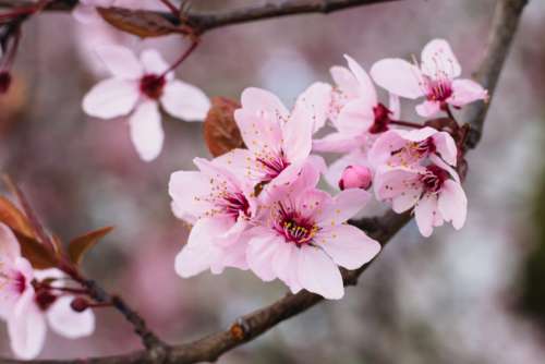 Cherry tree blossom closeup 3