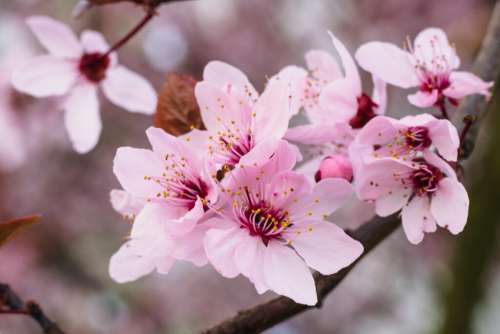 Cherry tree blossom closeup 4