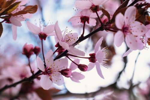Cherry tree blossom closeup 5