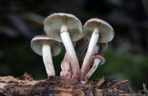 Wild Mushrooms Forest Free Stock Photo