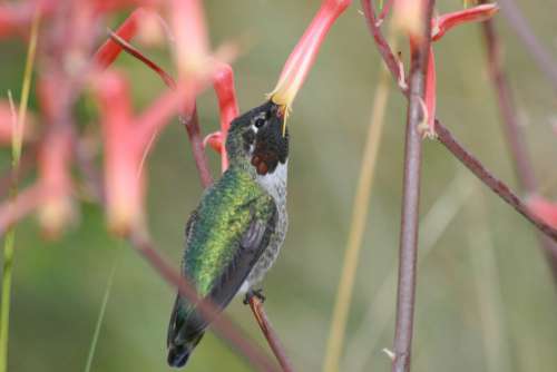 Bird Flower Nature Free Stock Photo