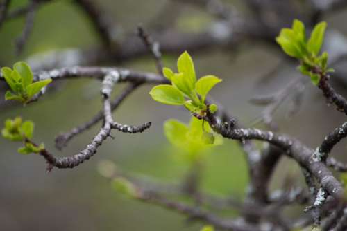 Tree Buds Spring Free Stock Photo
