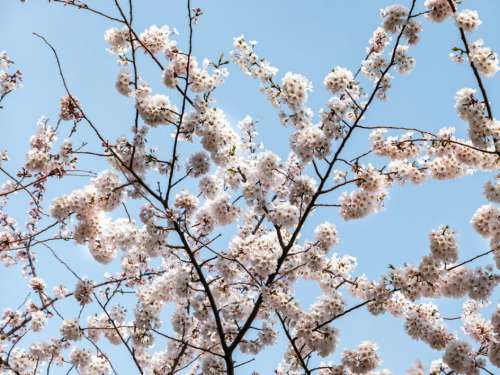 Cherry Blossom Background Free Stock Photo