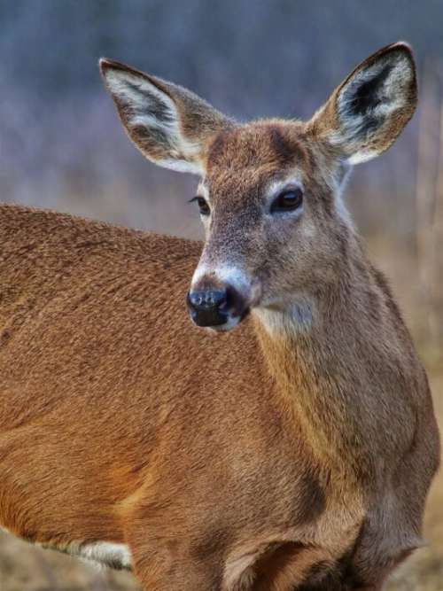 Deer Animal Mammal Free Stock Photo