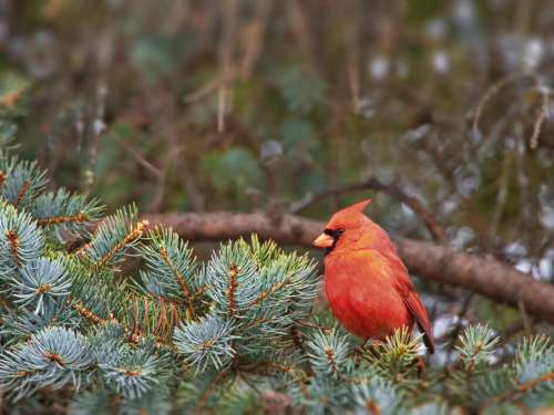 Cardinal Bird Perched Free Stock Photo