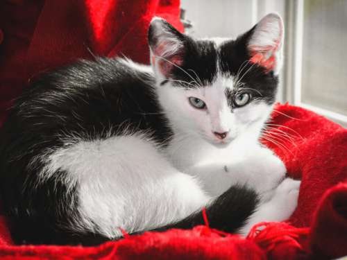 Kitten Feline Animal Free Stock Photo