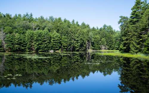 Pond Lake Landscape Free Stock Photo