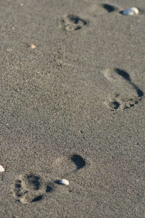 Footprints Sand Beach Free Stock Photo