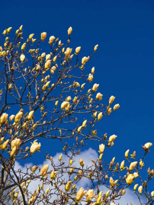 Yellow Blossoms Tree Free Stock Photo
