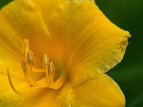 Yellow Flower Bloom Free Stock Photo