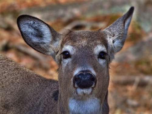Deer Animal Wildlife Free Stock Photo