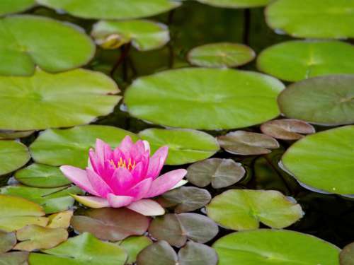 Lily Pad Water Free Stock Photo