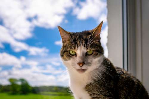 House Cat Eyes Free Stock Photo