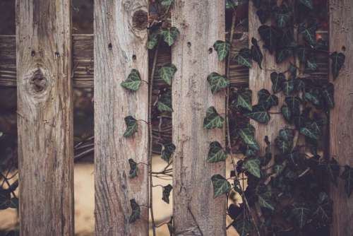 Fence Vine Leaves Free Stock Photo