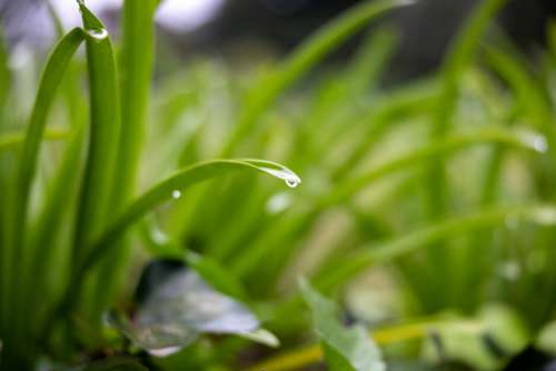Water Droplets Grass Free Stock Photo