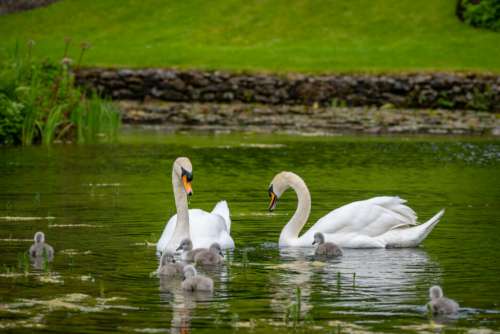 Swan Birds Lake Free Stock Photo