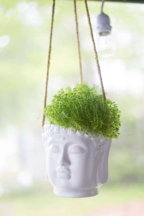 Hanging Plant Home Free Stock Photo