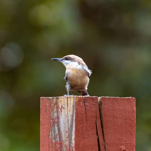 Bird Perched Nature Free Stock Photo
