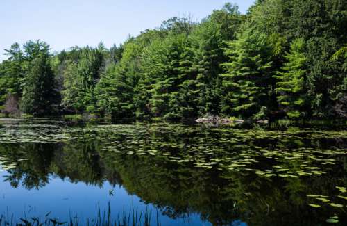 Pond Lake Landscape Free Stock Photo