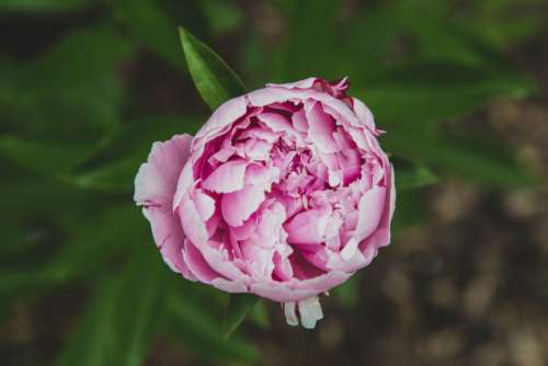 Pink Flower Garden Free Stock Photo