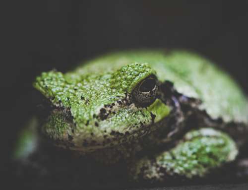 Frog Animal Nature Free Stock Photo