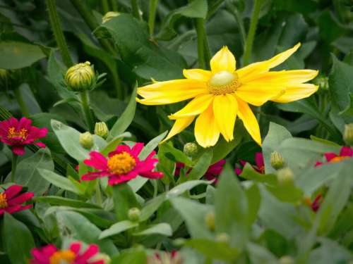 Yellow Flower Garden Free Stock Photo