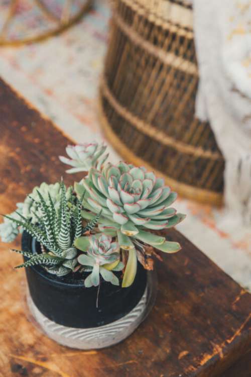 Potted Plant House Free Stock Photo