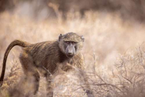 Monkey Animal Wildlife Free Stock Photo