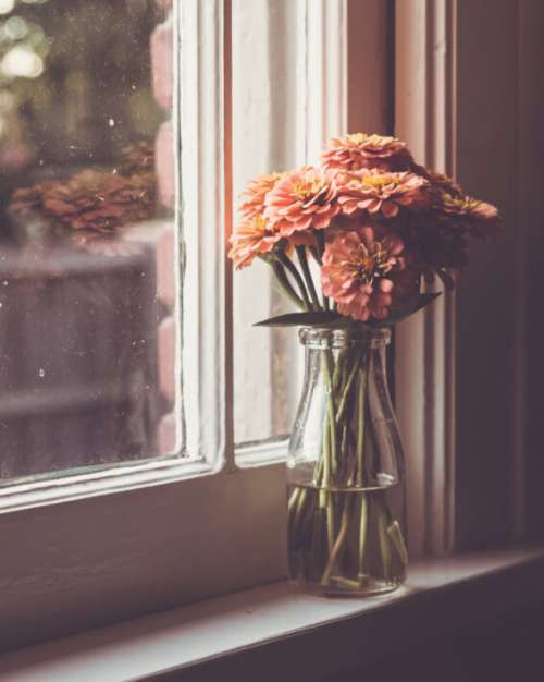 Flower Vase Window Free Stock Photo