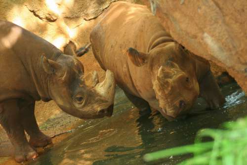 Rhinoceros Animal Nature Free Stock Photo