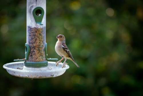 Nature Bird Feeder Free Stock Photo