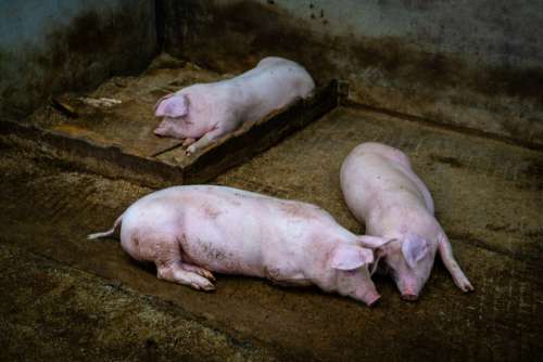Pig Farm Animal Free Stock Photo