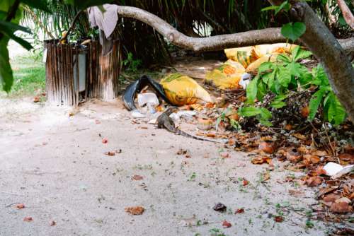 Monitor Lizard looking through garbage at the beach resort in Thailand 3