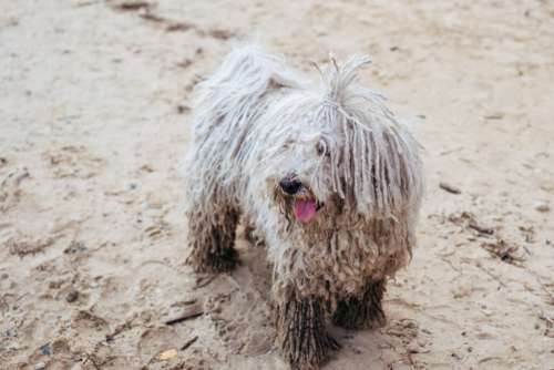 Komondor Hungarian Sheepdog at the beach