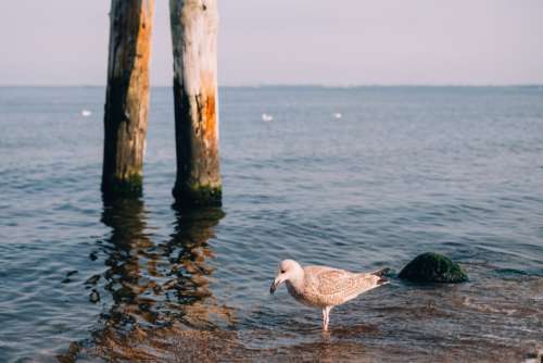 Seagull at the beach 2