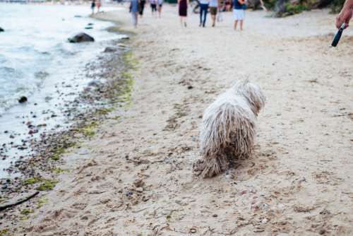 Komondor Hungarian Sheepdog at the beach 3