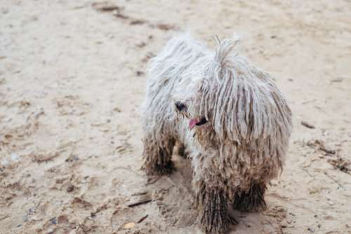 Komondor Hungarian Sheepdog at the beach 2