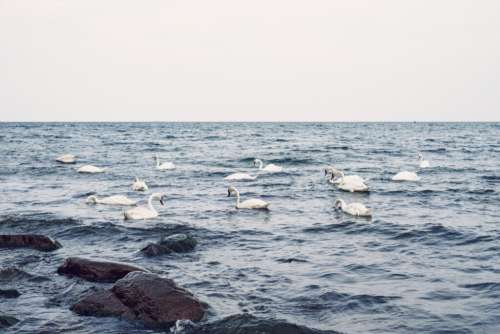 Swans floating in the sea 5