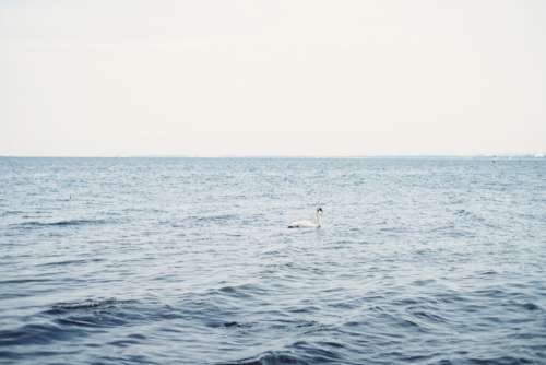 Swan floating in the sea