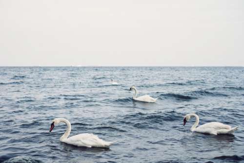 Swans floating in the sea 2