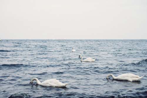 Swans floating in the sea 3