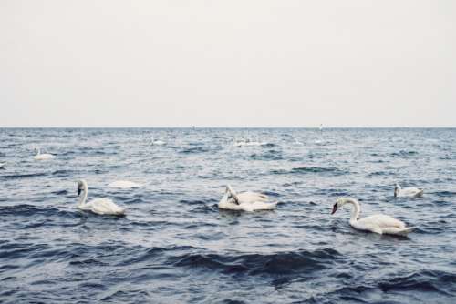 Swans floating in the sea 4