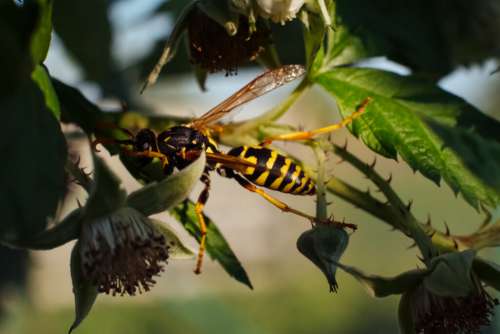 Wasp on an unripe raspberry bush