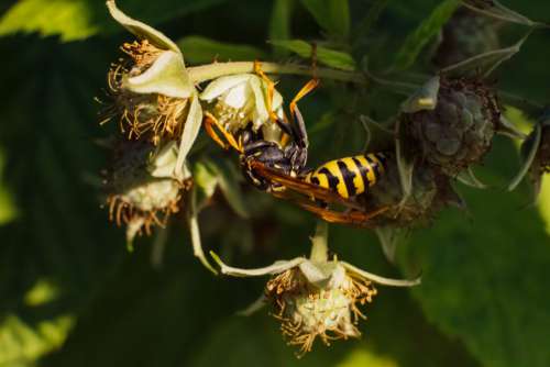 Wasp on an unripe raspberry bush 2